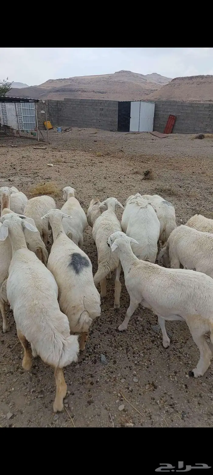 غنم للبيع 0