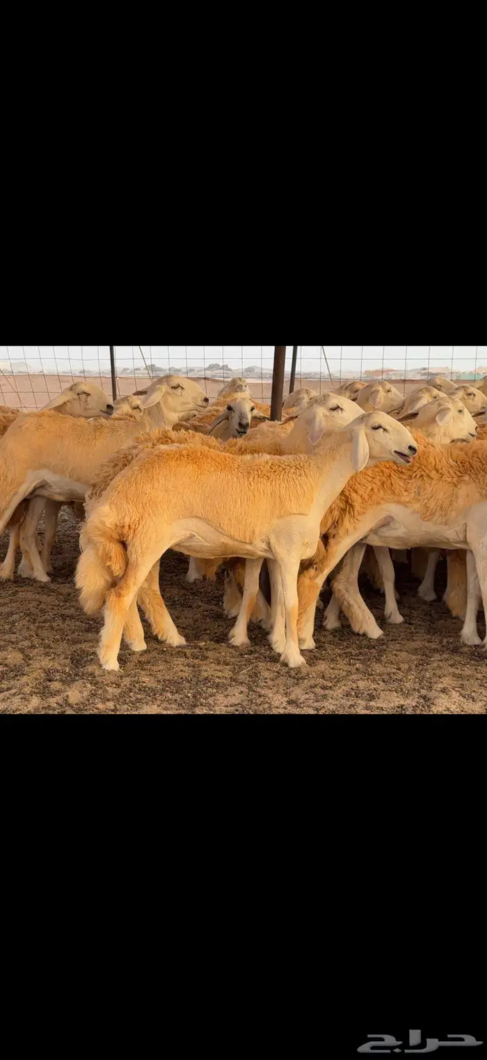 رخال حرية صنف ضغط عالي 7