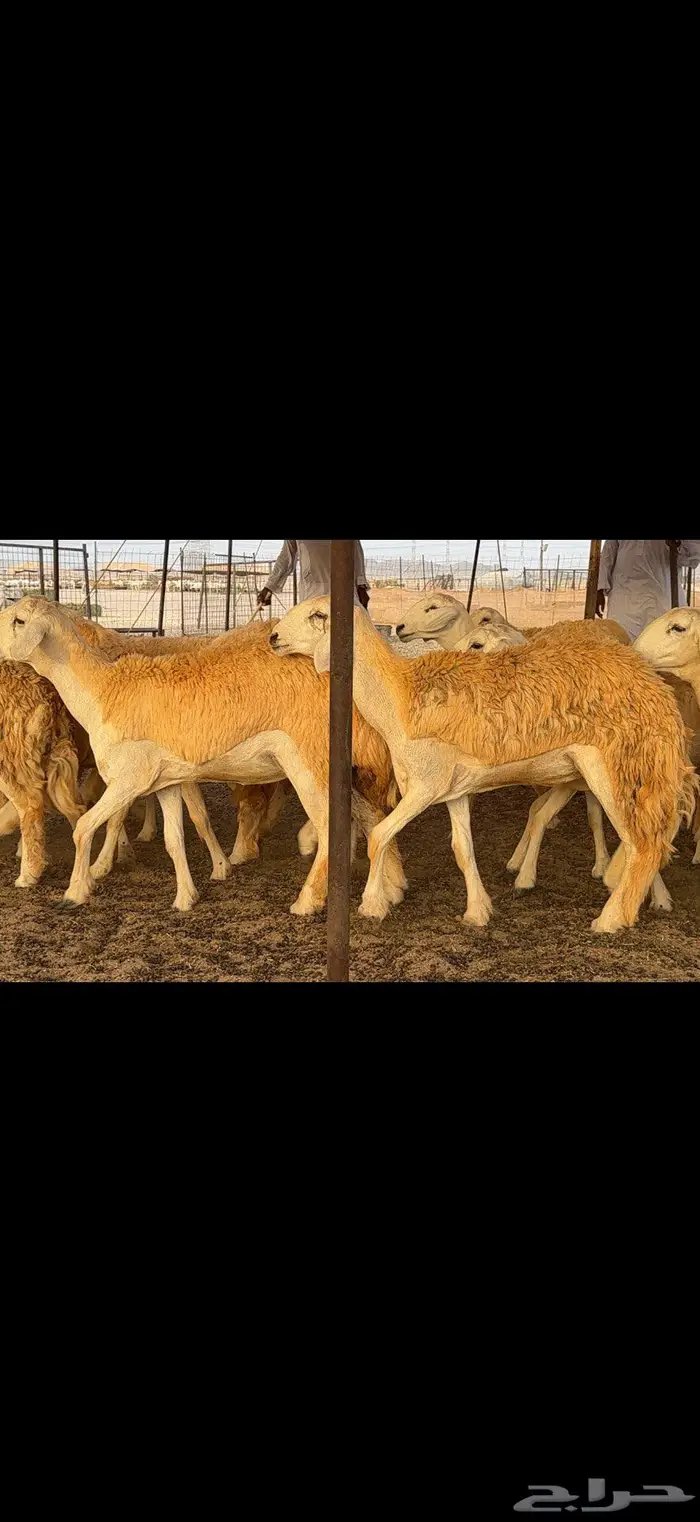 رخال حرية صنف ضغط عالي 0