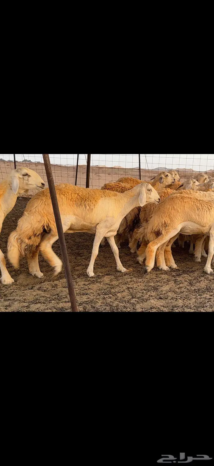 رخال حرية صنف ضغط عالي 8