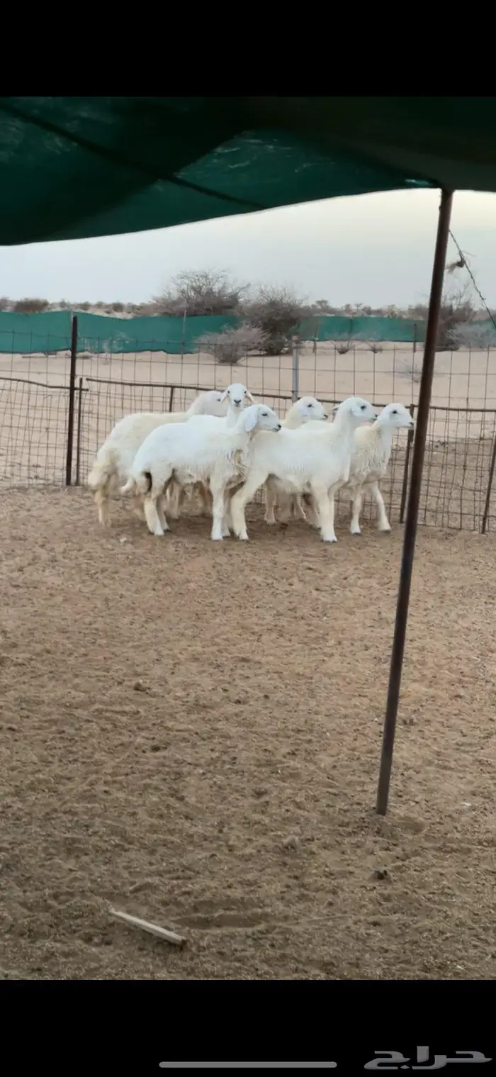 رخال العدد 6 للبيع 0