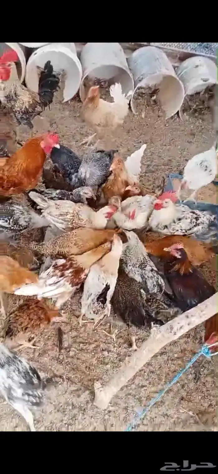 دجاج مع ديوكه 2