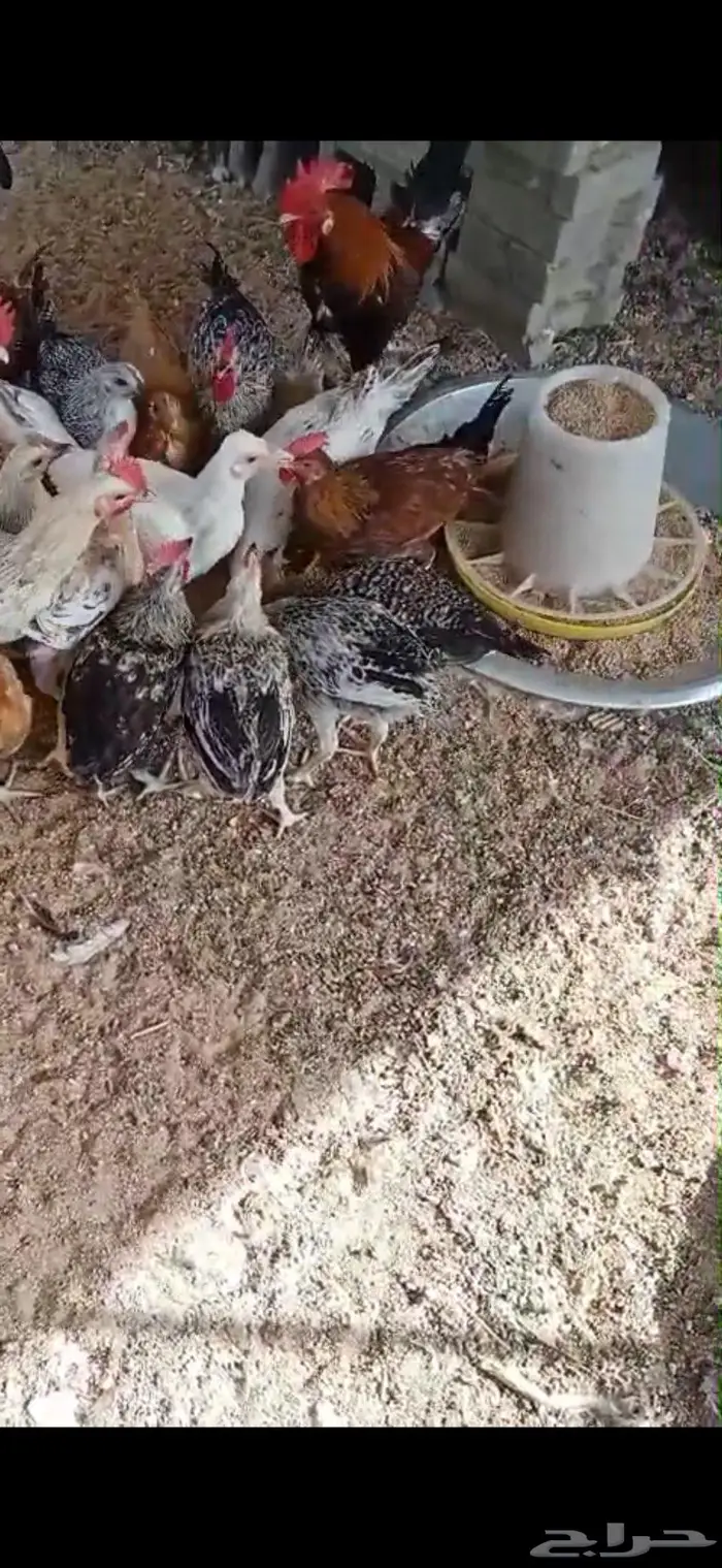 دجاج مع ديوكه 3