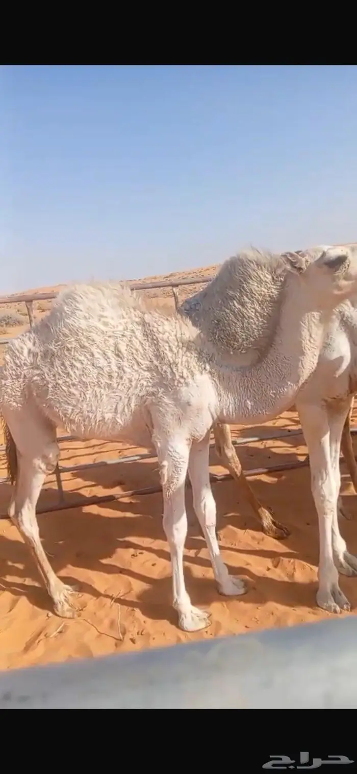 خمس حشو طيبات على حليب أمهاتهن 1