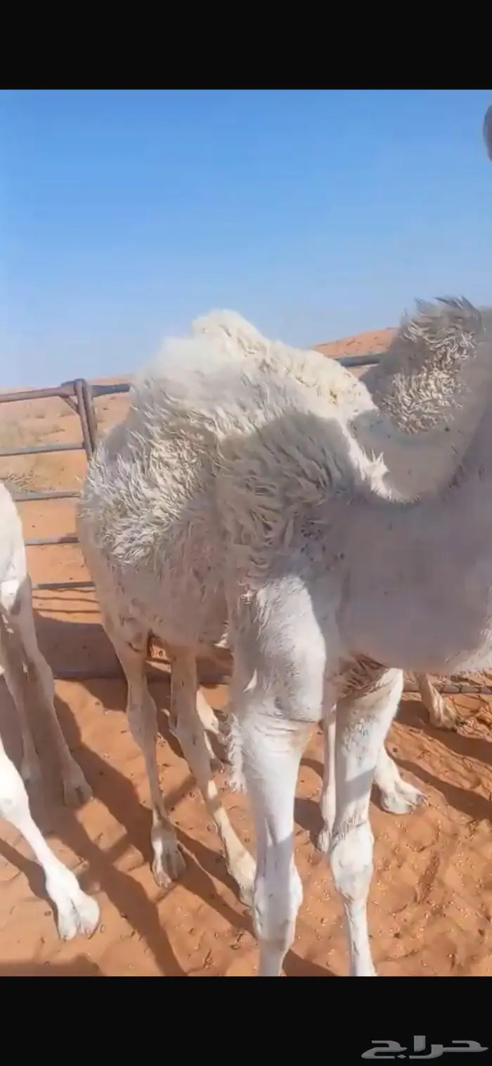 خمس حشو طيبات على حليب أمهاتهن 2