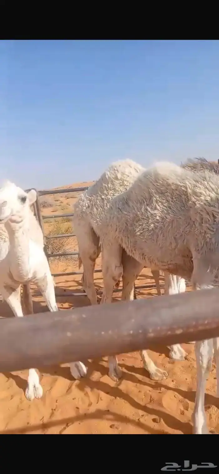 خمس حشو طيبات على حليب أمهاتهن 0