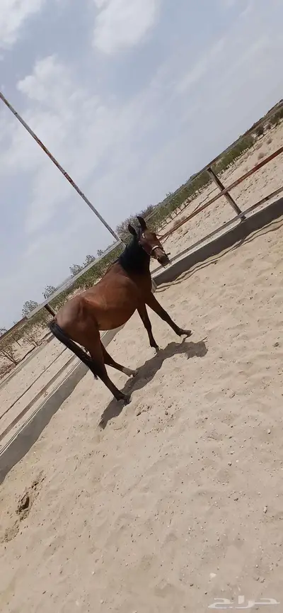مهر عربي بورق 2