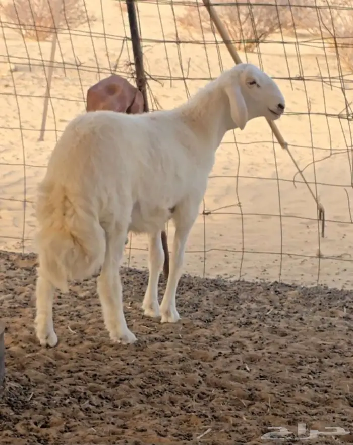 مشروع فحل حري فاخر صنف من حلال أبو عبدالواحد 1