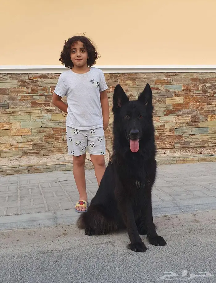 انثى جيرمن شيبرد رويال بلاك لونق هير شو لاين منتجة 5
