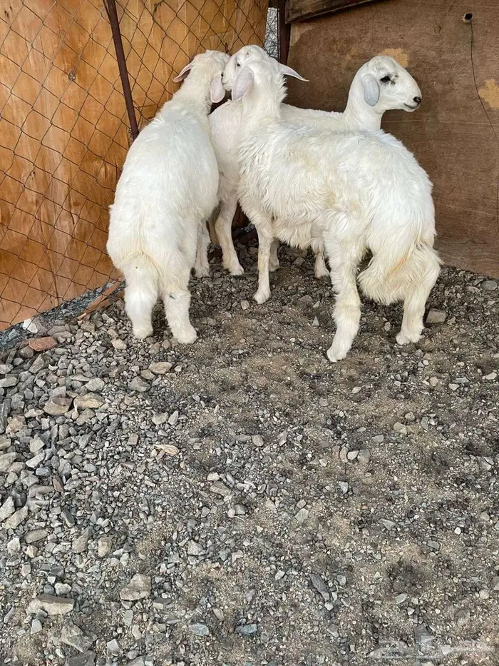 طليان حرية من المراح فل شحم 3