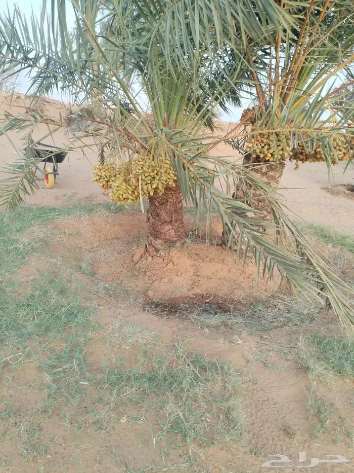 نخل بالخرج مجاني لوجه الله 6