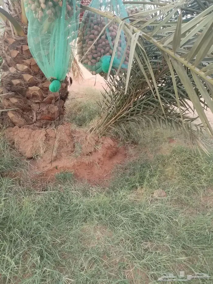 نخل بالخرج مجاني لوجه الله 2