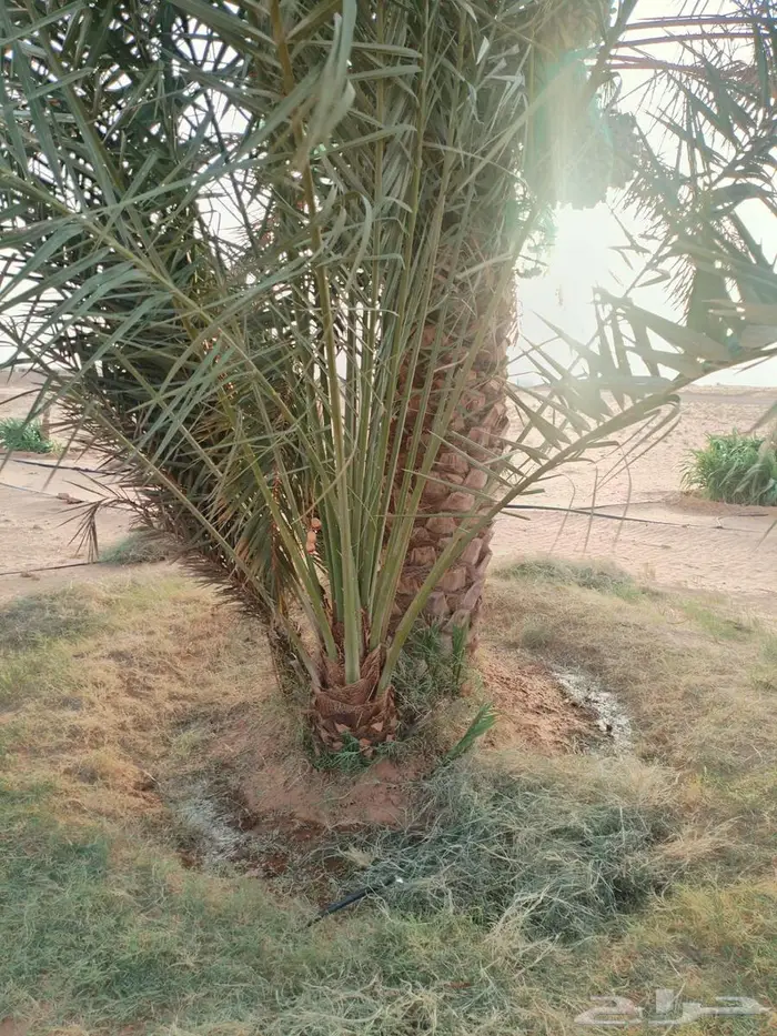 نخل بالخرج مجاني لوجه الله 5