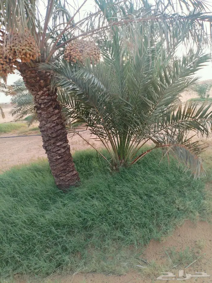 نخل بالخرج مجاني لوجه الله 1