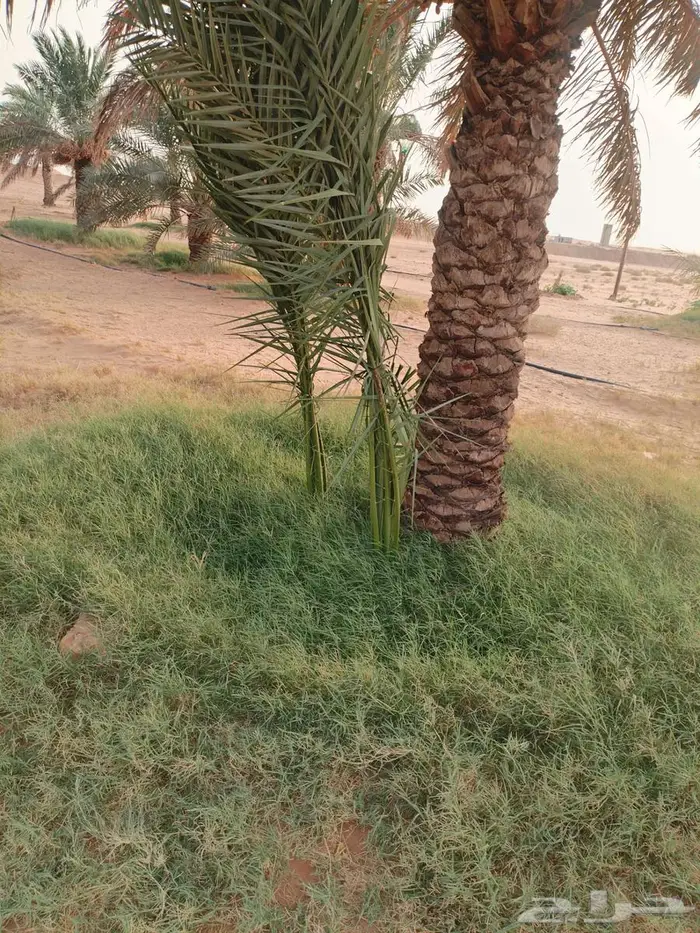 نخل بالخرج مجاني لوجه الله 0