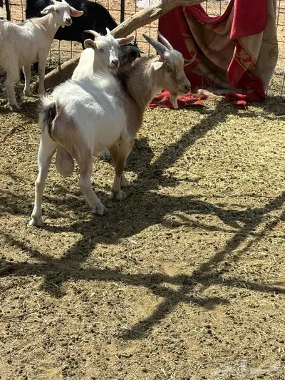 تيس قزمي 0