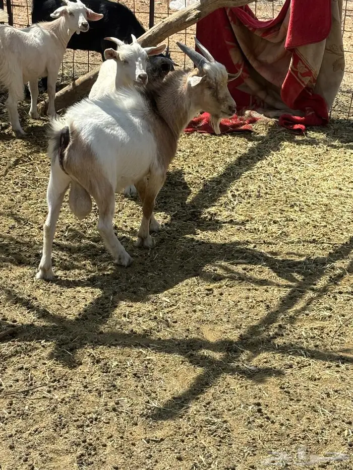 تيس قزمي 0