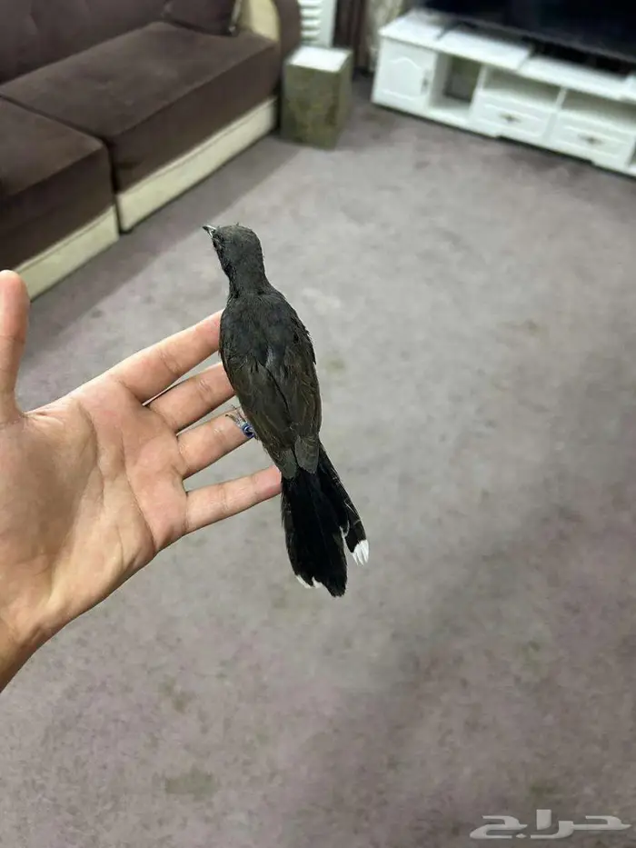 تم البيع الله يبارك لصاحبه بعدد ريشه 2