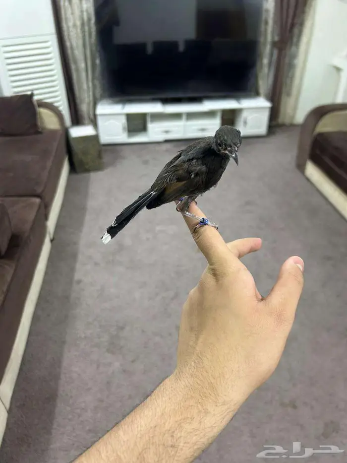 تم البيع الله يبارك لصاحبه بعدد ريشه 1