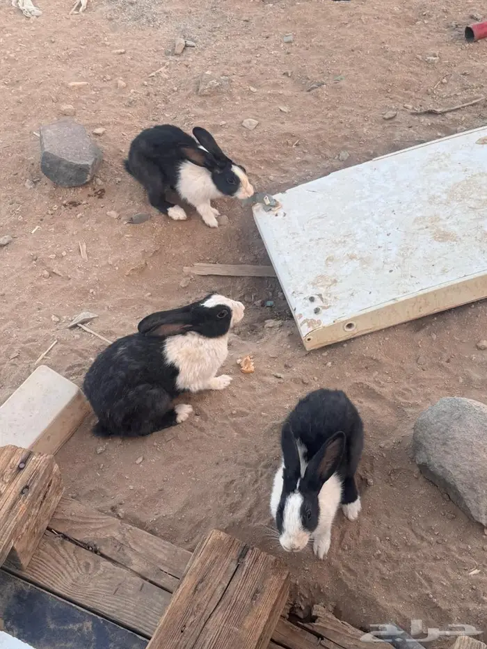 ارانب للبيع 1