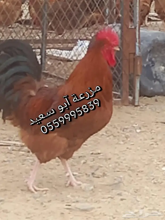 للبيع صوص فرنسي 5