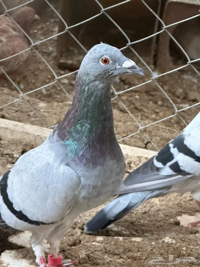 برلين سمبوسة - الباحة 1