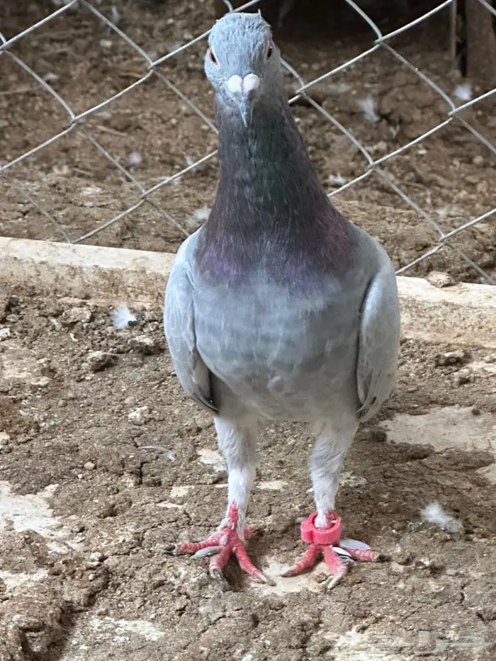 برلين سمبوسة - الباحة 5