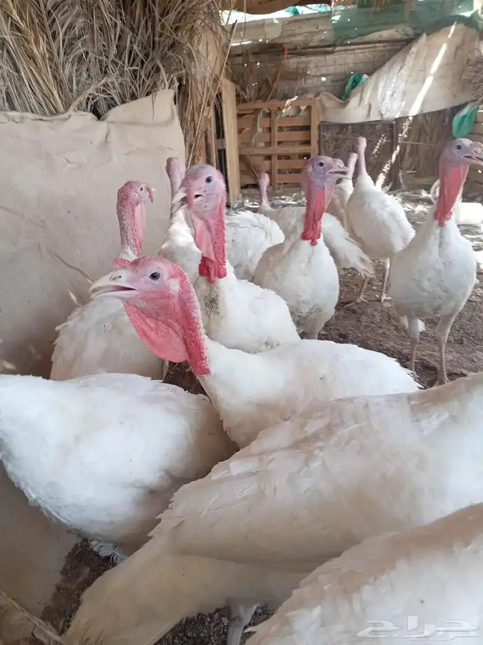 ديوك رومي اوزان ونظافه صحه وشرط 0