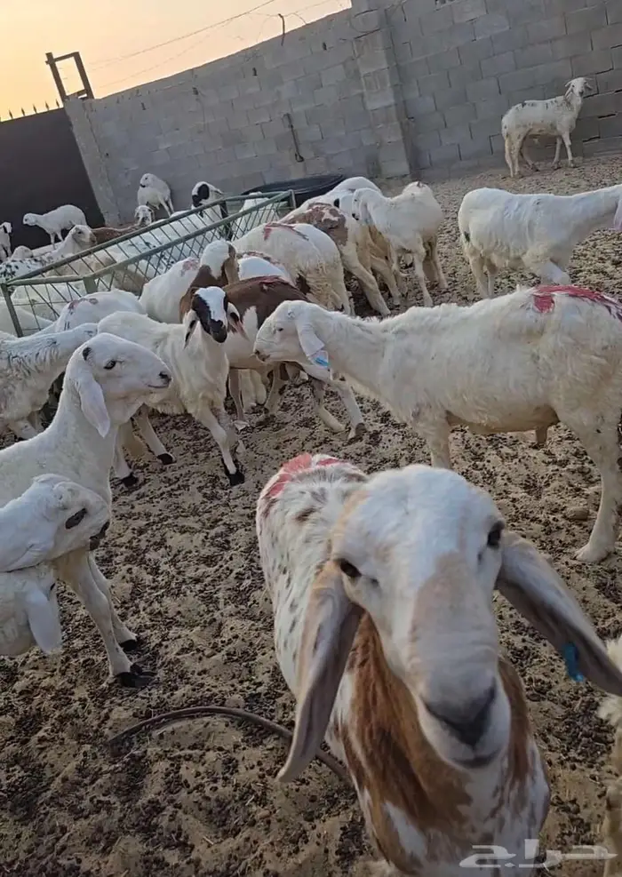 غنم سواكني جذعان مرابي ذبائح طليان 0
