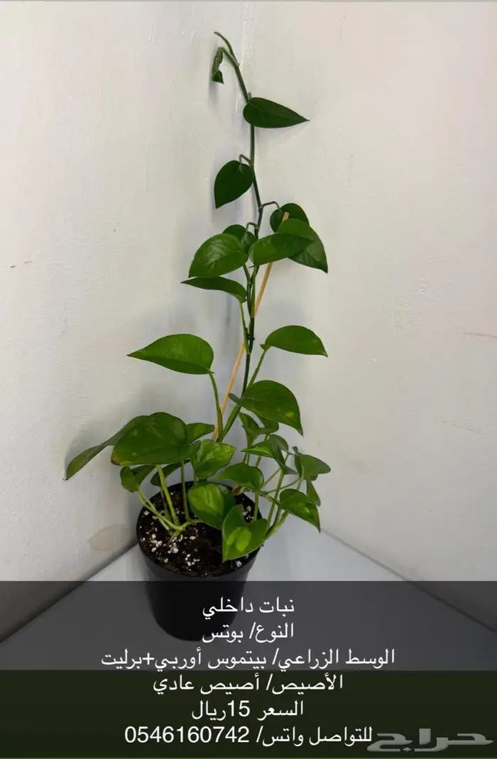 نبات داخلي 6