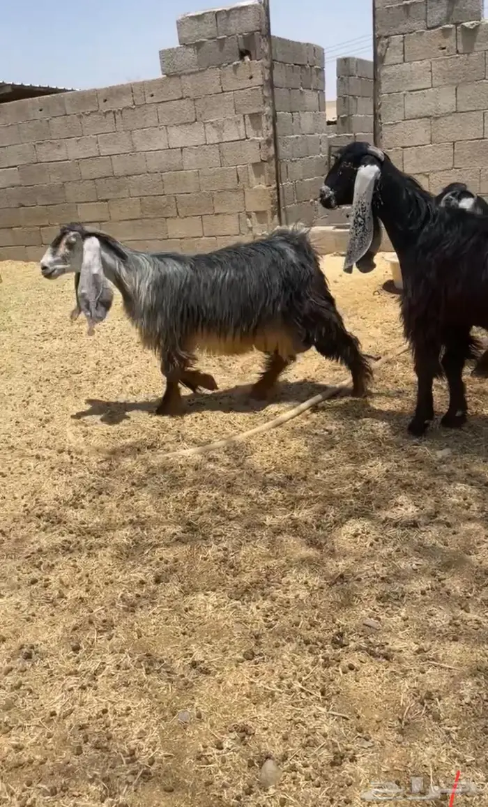ثنية وجذعه عوارض كفو صنف 1