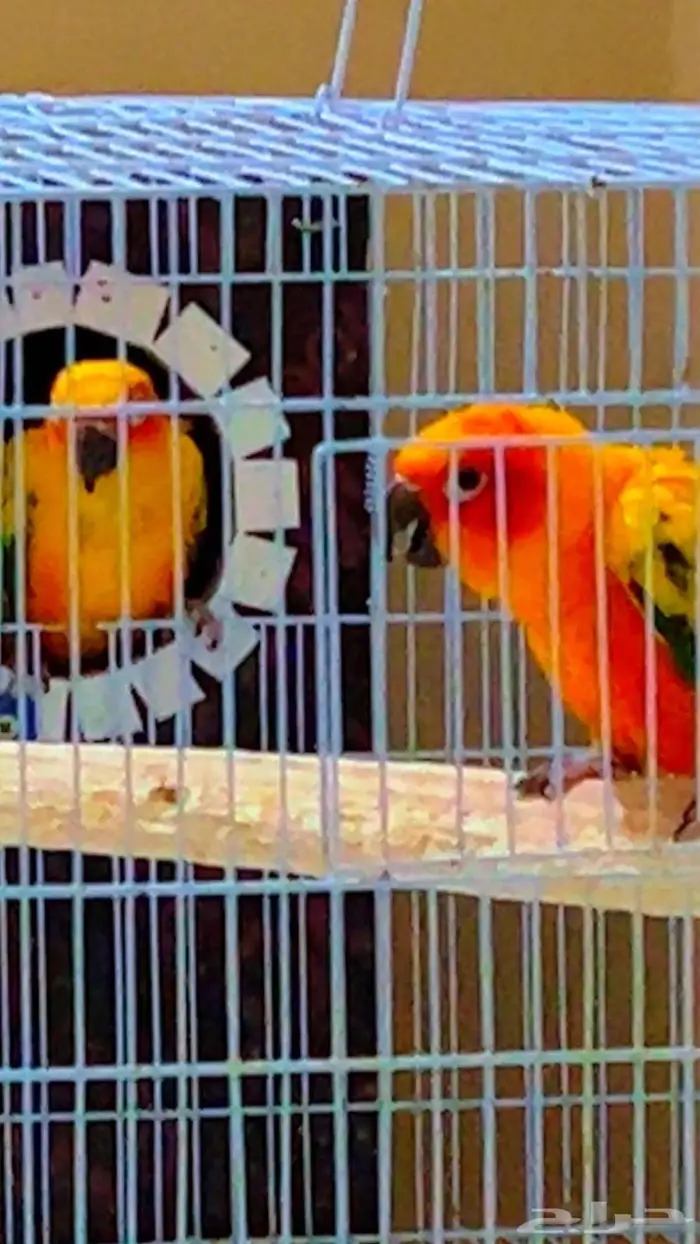 جوز صن كنيور منتج 3
