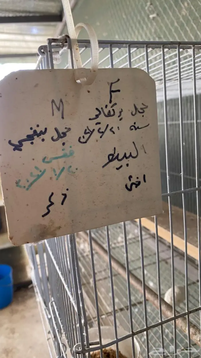 جوز روز البينو معه بيض 2