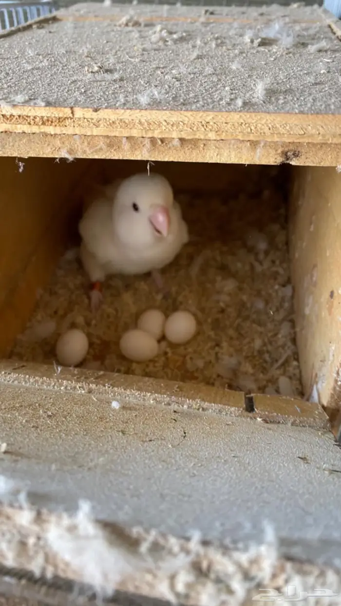 جوز روز البينو معه بيض 0