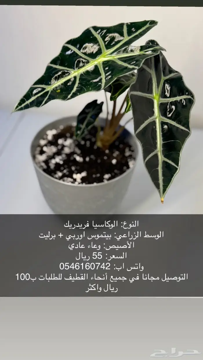 نبات داخلي 0