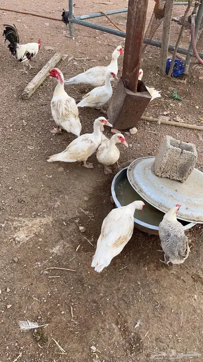 بط مسكوفي منتج 4
