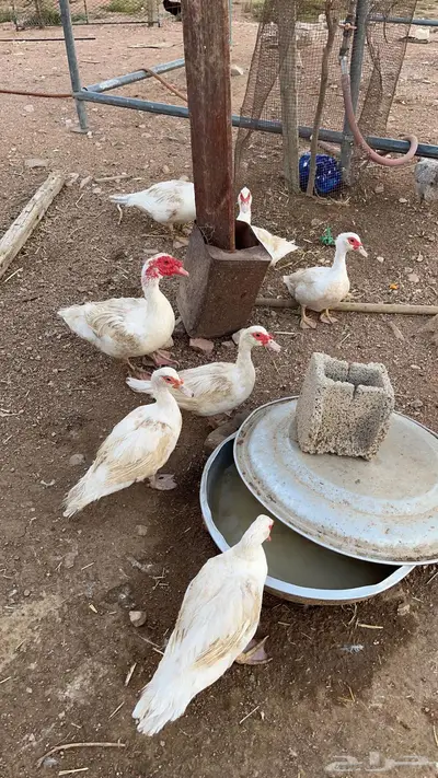 بط مسكوفي منتج 3