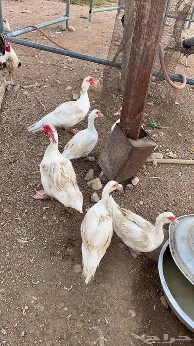 بط مسكوفي منتج 2
