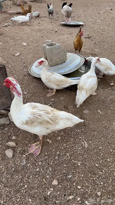 بط مسكوفي منتج 0