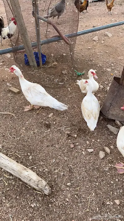 بط مسكوفي منتج 1
