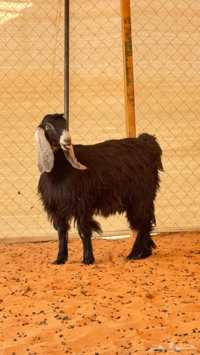 العبدالله للذبايح 7