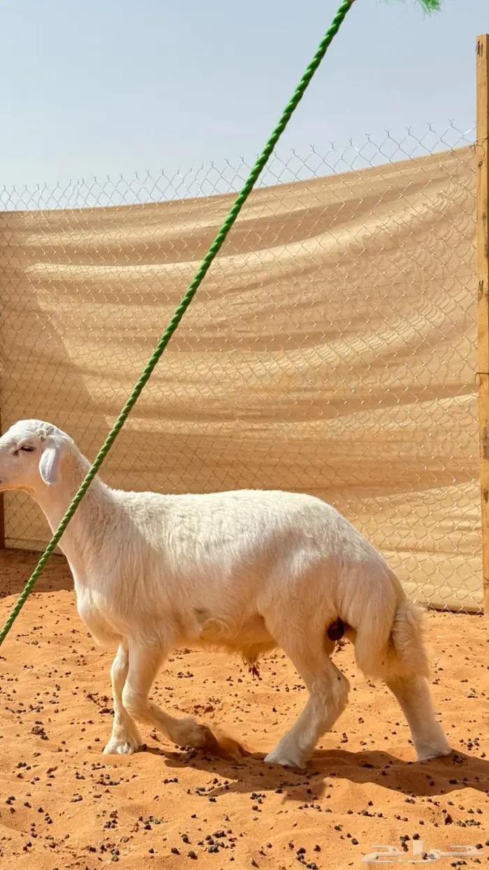 العبدالله للذبايح 2