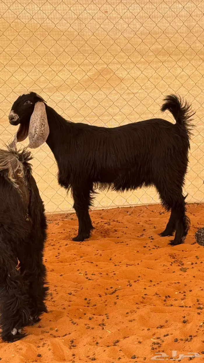 العبدالله للذبايح 6