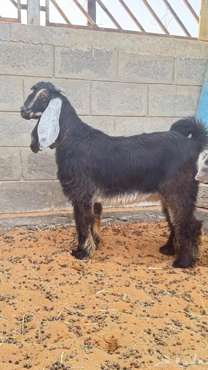 العبدالله للذبايح 8