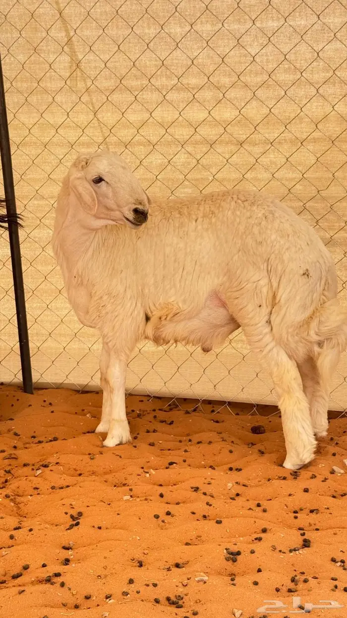 العبدالله للذبايح 3