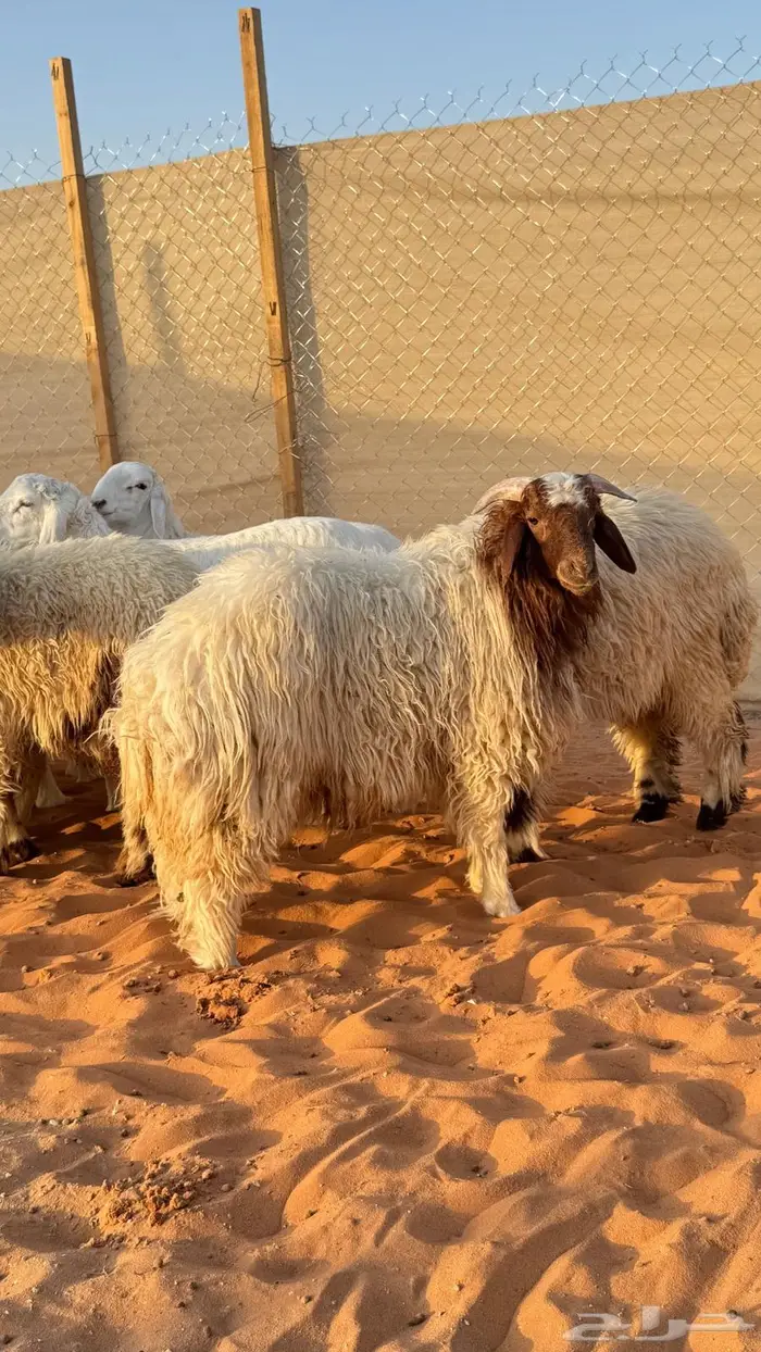 العبدالله للذبايح 5