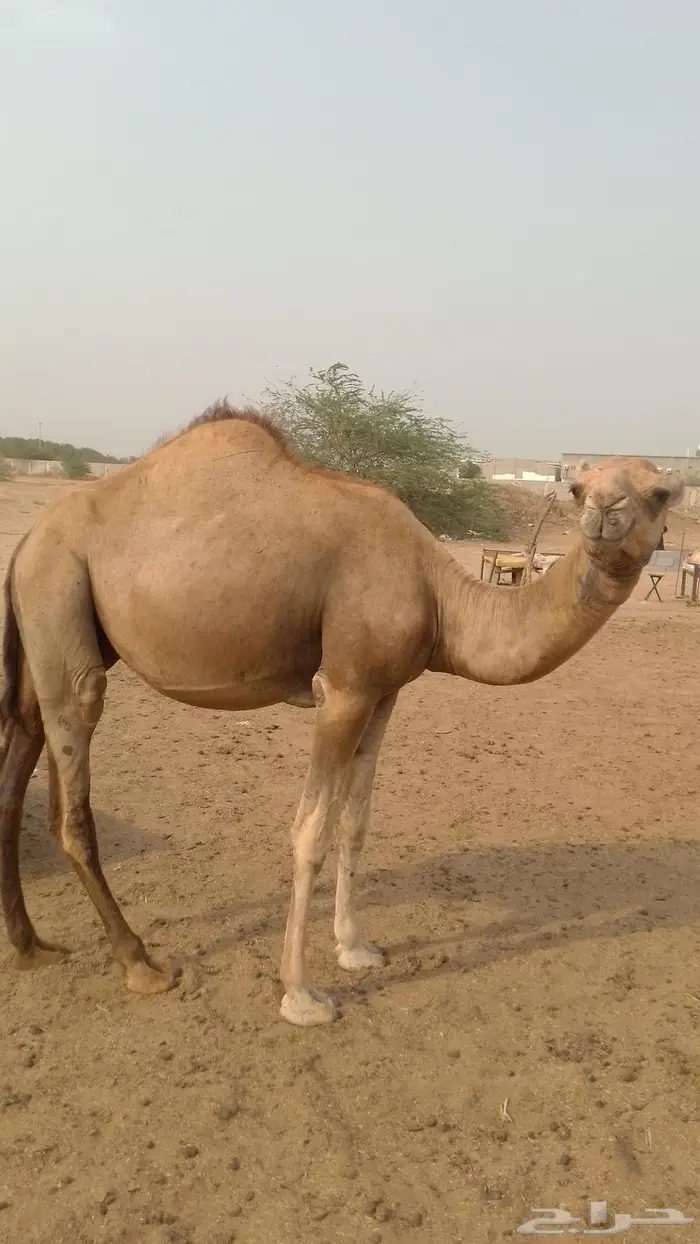 قعدان للبيع العدد 10 1