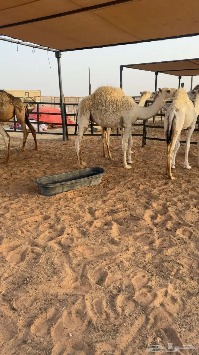 للبيع ابل ذود كفو 10