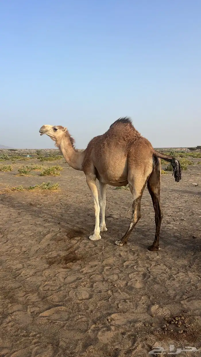 ناقه شقحى 0