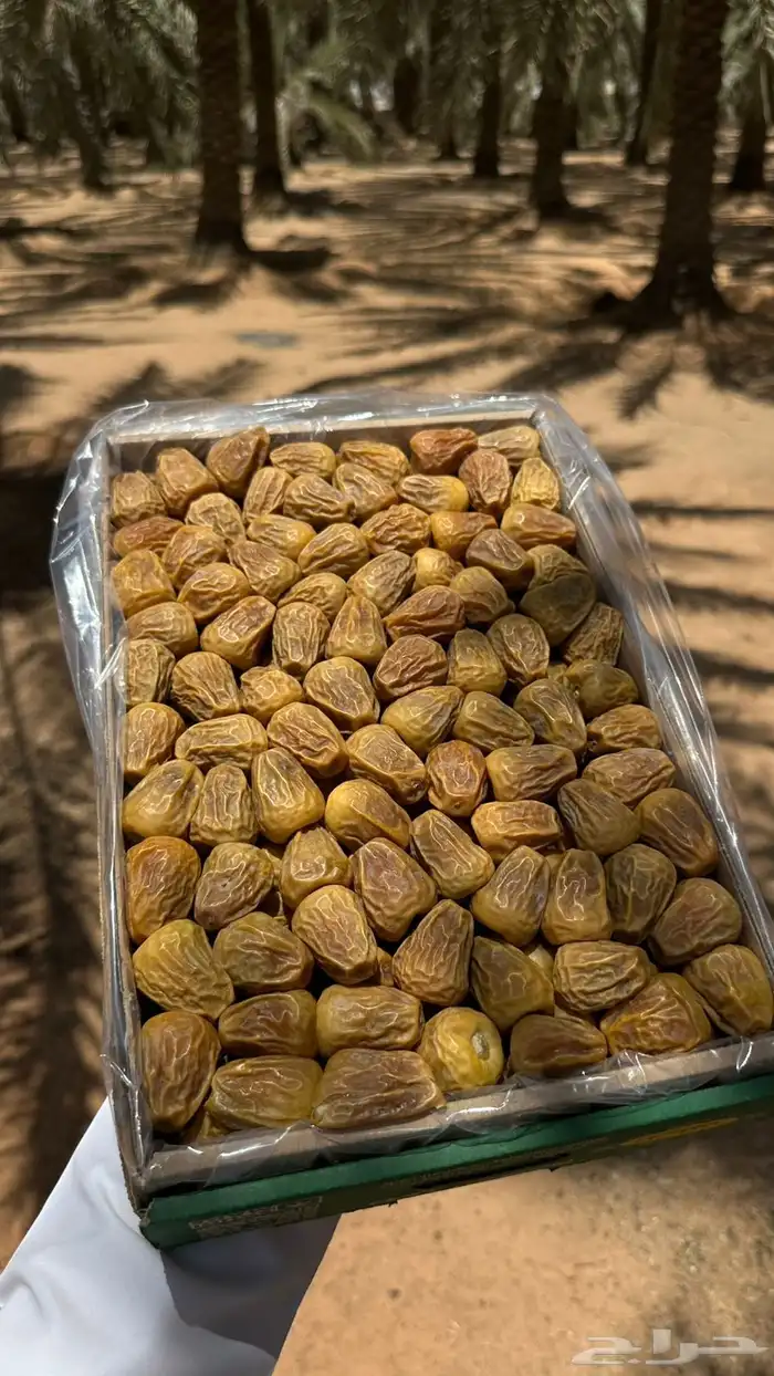 تمر سكري مفتل 1